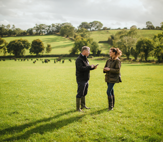 Zwei Landwirte unterhalten sich auf einer grünen Weide in Irland, mit grasenden Rindern im Hintergrund