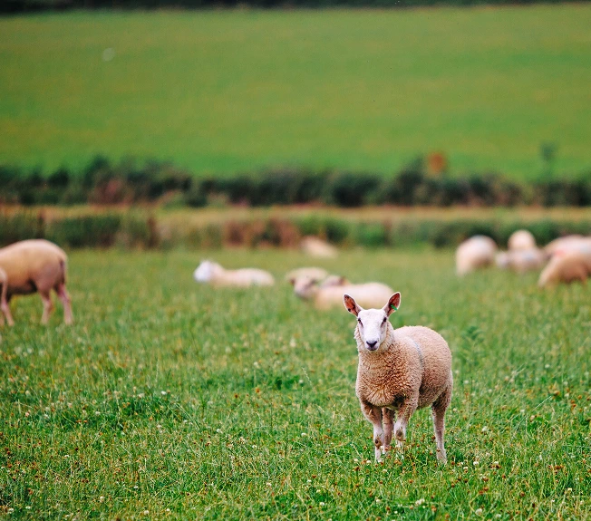 Biologisch lamsvlees