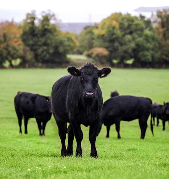 Boeuf Biologique