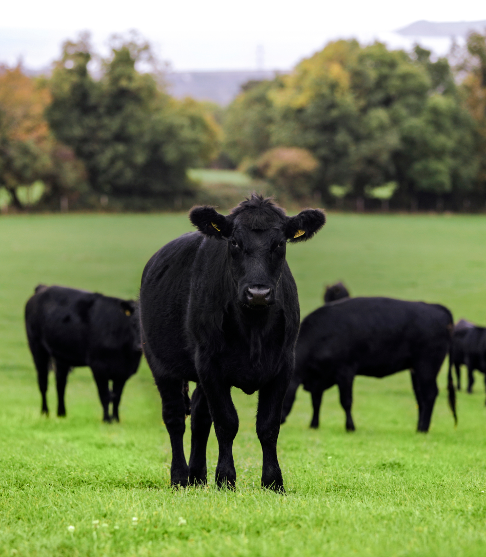 Boeuf Biologique