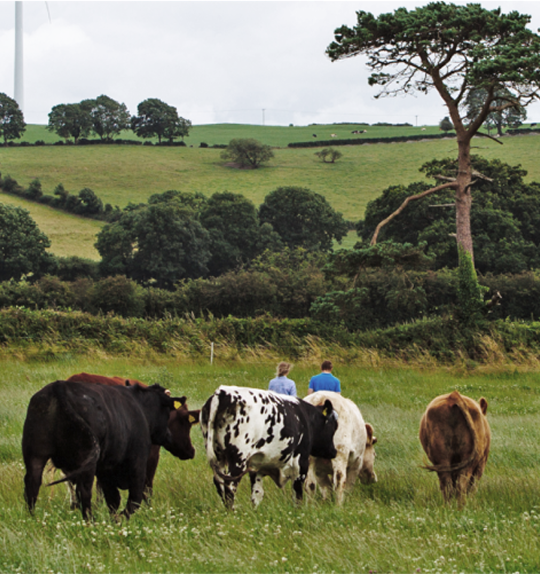 Élevage de bétail biologique en Irlande avec des vaches broutant dans un champ verdoyant