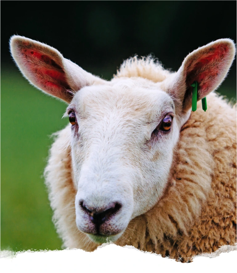 Organic lamb: Close-up of an Irish sheep grazing on organic pastures