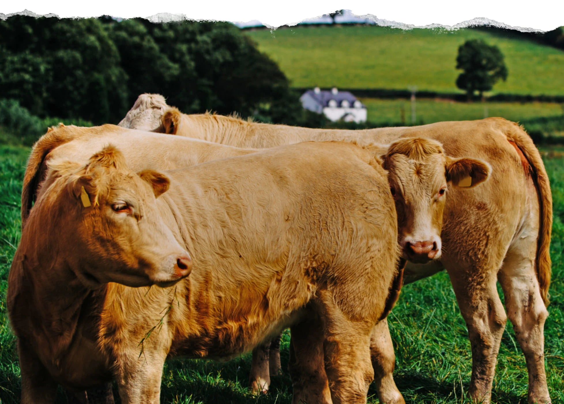 Organic Beef: Irish cattle grazing on organic pastures
