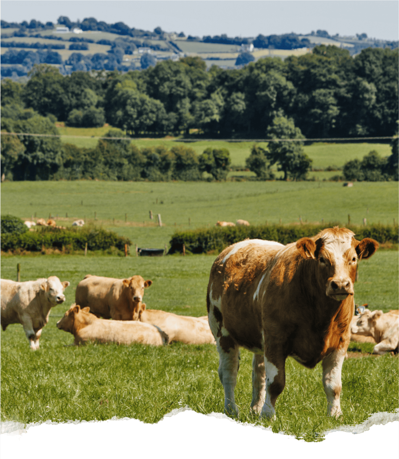 Organic Beef: Irish cattle grazing in a lush green field