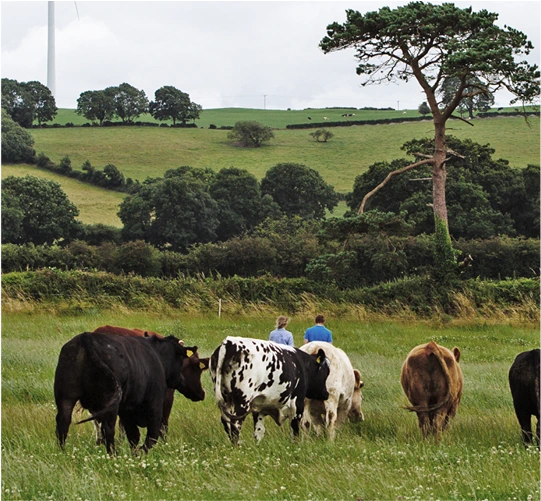 Organic cattle farming in Ireland with cows grazing in a green field
