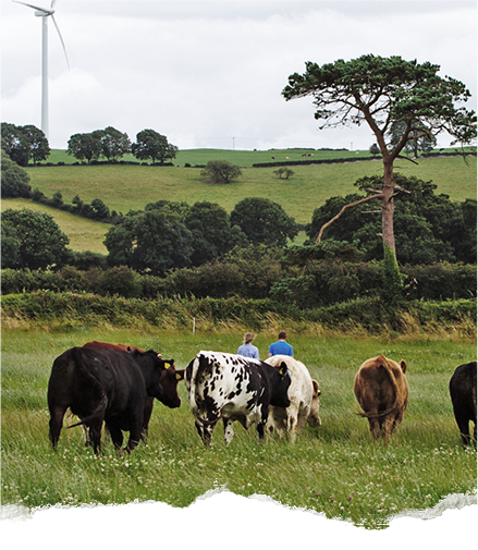 Organic cattle farming in Ireland with cows grazing in a green field