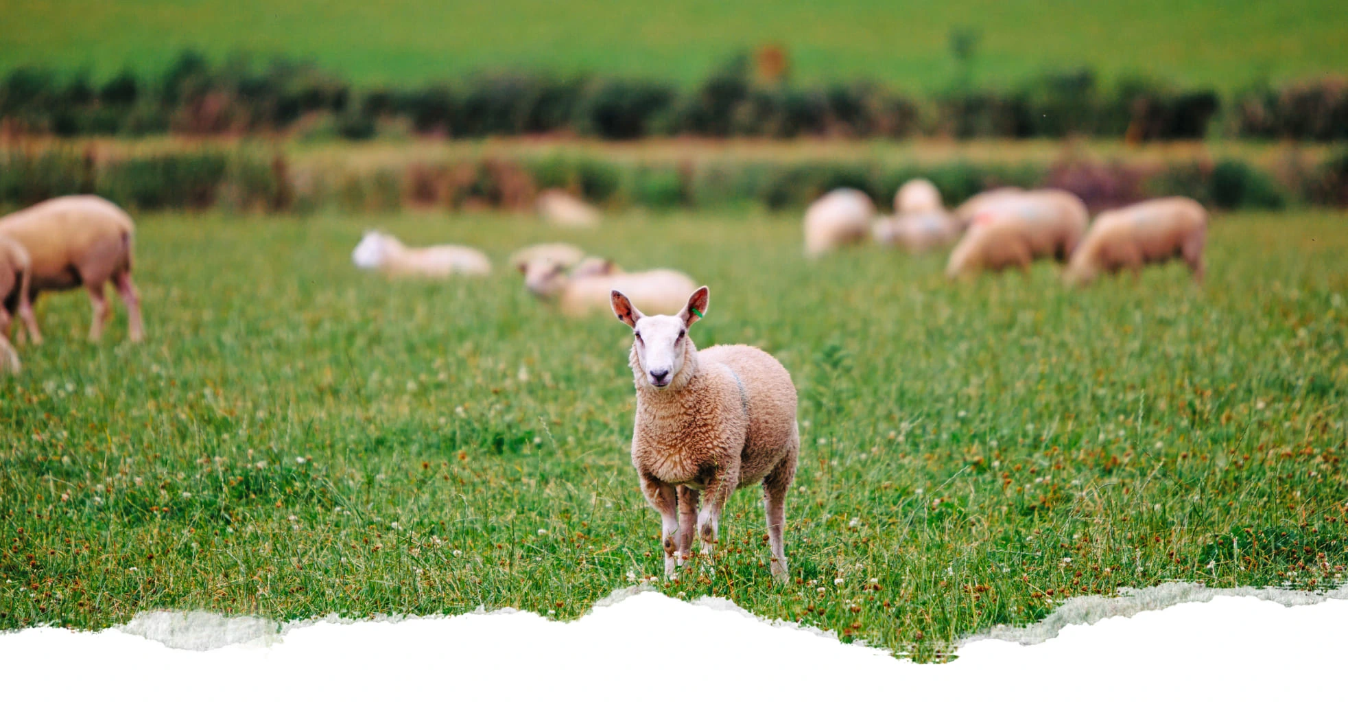Organic lamb