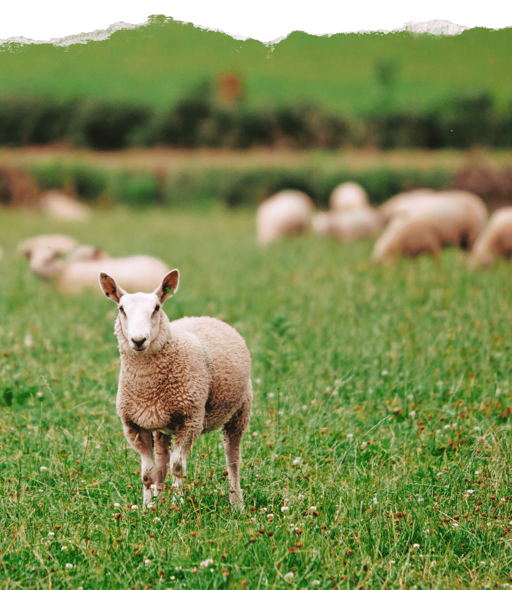 Organic lamb