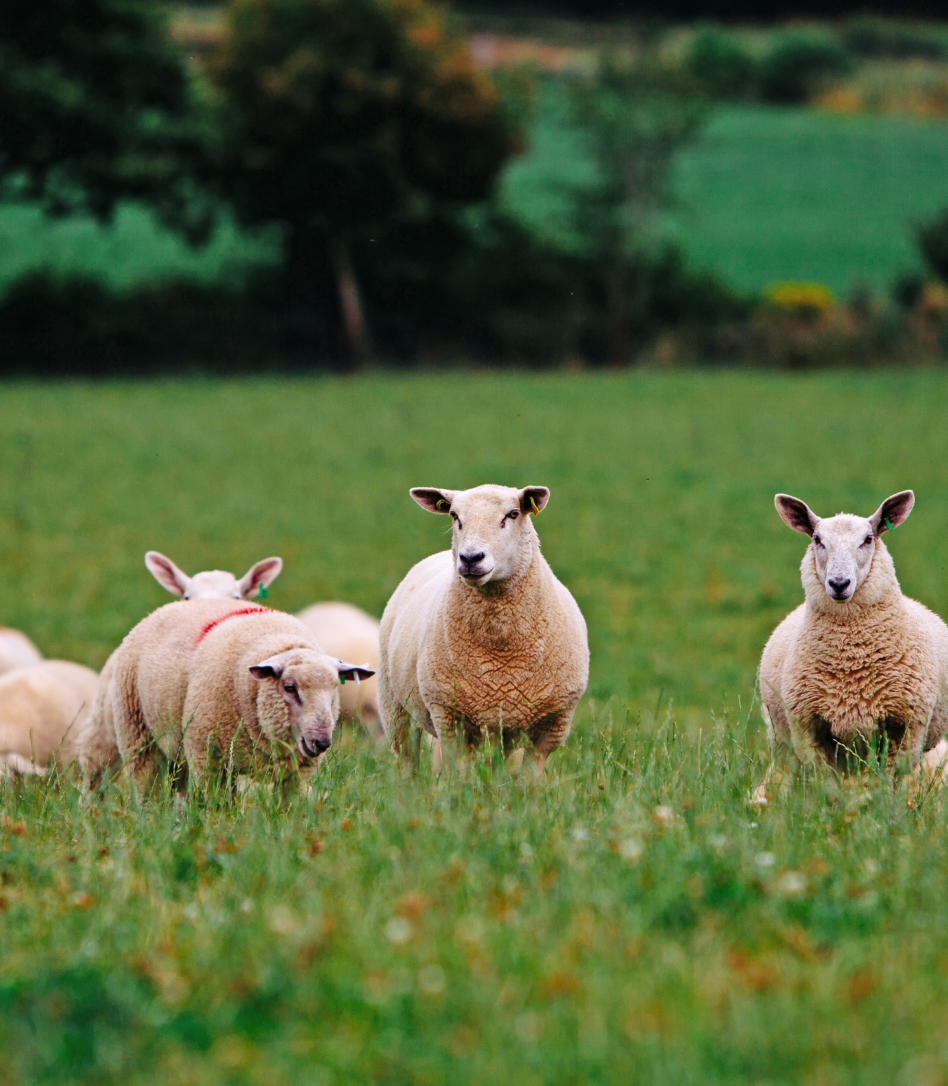 Organic Lamb