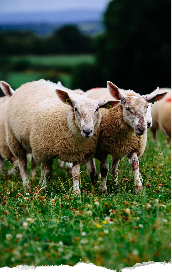 Weidegehouden Bio-Lamsvlees
